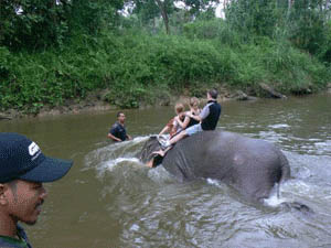 Wild Malaysia: Orangutans, Elephants, Birds and Monkeys 5 Swimming with elephants at the Kuala Gandah Elephant sanctuary in Malaysia.