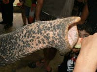 Wild Malaysia: Orangutans, Elephants, Birds and Monkeys 6 malaysia