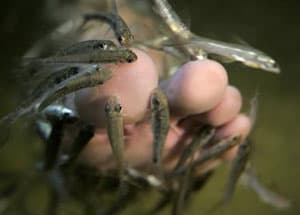 Busy workers at the fish spa
