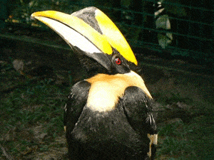 Wild Malaysia: Orangutans, Elephants, Birds and Monkeys 3 The Great Hornbill, the symbolic bird of Sarawak, Malaysia.