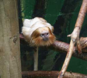 Tropical Cargen in Leeds