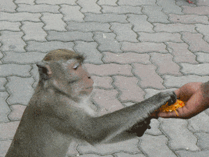 Wild Malaysia: Orangutans, Elephants, Birds and Monkeys 1 Monkeys in Malaysia: enjoying snacks at the Batu Caves, outside of Kuala Lumpur, Malaysia.