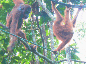 Wild Malaysia: Orangutans, Elephants, Birds and Monkeys 2 Orangutans swinging in Sarawak, Malaysia. photos by Max Hartshorne