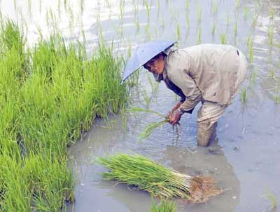 Banaue, Philippines: The Imbayah Festival 13 Planting rice
