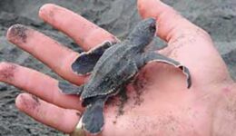 turtle