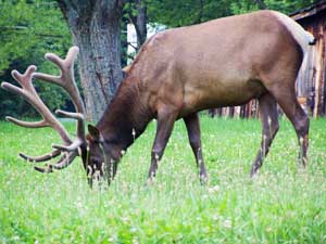 A bull elk