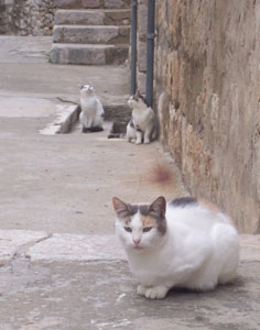 Loafing in Croatia: Even Travel Writers Need a Vacation 4 A portrait of Dubrovnik’s other population.