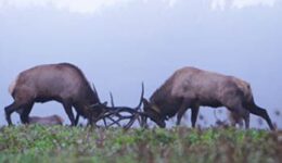 elks-fight