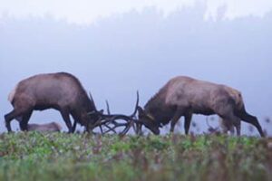 Pennsylvania's Elk Rut: A Fight for Love and Glory elks-fight