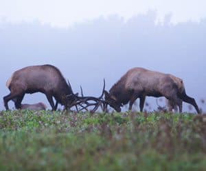 Elk rut in PA: Two bull elk lock horns during Pennsylvania's elk rut - photos by Phil Burkhouse