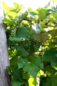 Grapes on the vine at Sharpe Hill Vineyard.