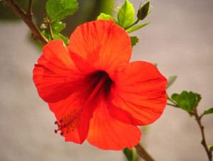 Hibiscus flower, source of hissap tea