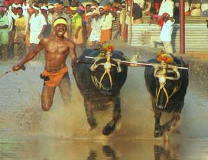Kambala is held in Udupi and Mangalore districts of Karnataka
