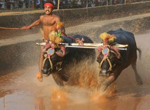 Water buffalo racing in Karnataka, India