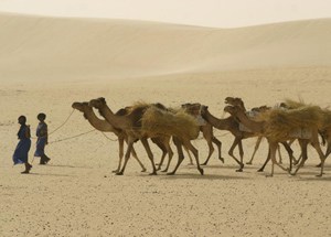 Camel caravan in the Sahara.