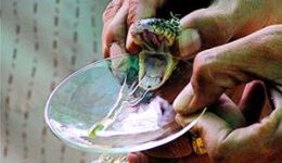 Milking a mamba for venom in Thailand. David Rich photo.