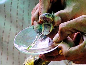 Milking a mamba for venom in Thailand. David Rich photo.