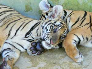 The Tiger Kingdom near Chiang Mai 