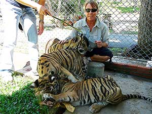 Tiger pile
