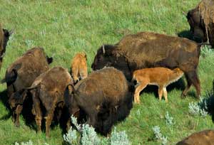 Bison in Grasslands National Park - photo by James Page, Parks Canada