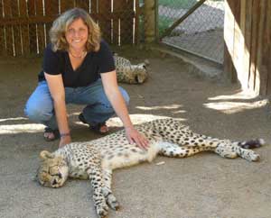 A cheetah encounter at the Cango Wildlife Ranch