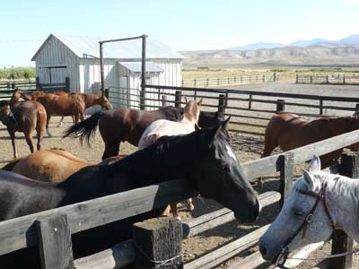 The corral 
