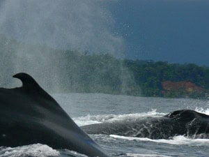 Humpback whales make an appearance each summer, breeding in the warm Pacific waters before returning to the Antarctic.