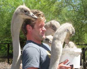 Ostriches give a man a 'neck massage' while snacking.