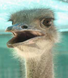 An ostrich at the Cango Ostrich Farm in Oudtshoorn, South Africa