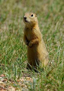 Saskatchewan: Stunning Grasslands National Park 7 A prairie dog in Grasslands National Park - photo by Hans-Gerhard Pfaff, Tourism Saskatchewan