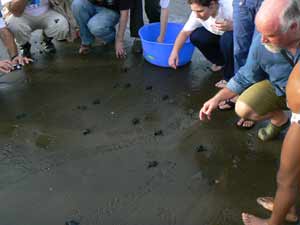 Nuqui, Colombia, on the Rarely Visited Pacific Coast 8 Releasing turtles into the sea in Colombia.