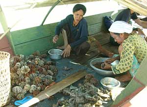 Sea urchins