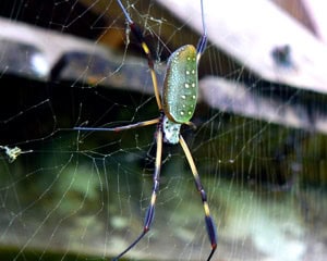 Nuqui, Colombia, on the Rarely Visited Pacific Coast 5 Spider in a Colombian jungle.