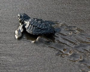 A baby turtle on its way to the sea in Bahia Salano, Colombia. 