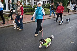 A Martha's Vineyard Christmas experience 9 A former islander (center) takes great pride in her little Havanese.