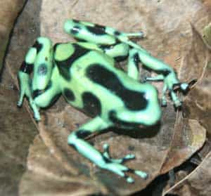 Although it's a small country, Costa Rica close to 4% of the world’s plant and animal species. Photo courtesy of Exploranatura