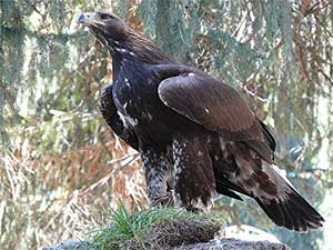 An eagle in Grigorievka