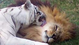 lion-tiger