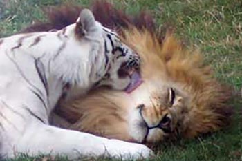 Big Cat Rescue of Tampa, Florida, was started when Carole Baskin and her husband bought 56 bobcat kittens that were being raised to make fur coats.