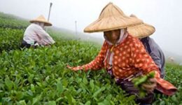 Picking tea in Taiwan - photos by Paul Shoul.
