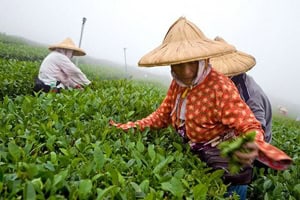 Picking tea in Taiwan. photos by Paul Shoul.