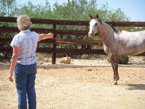 Equestrian Driver's Ed: Harmony with Horses 1 The author and Scattergun at the Tanque Verde Ranch in Arizona