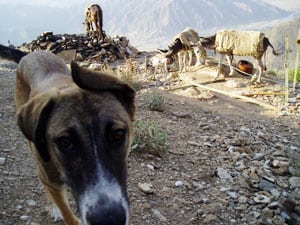 Rusty and the pack animals