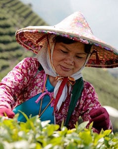 Alishan high mountain tea picker