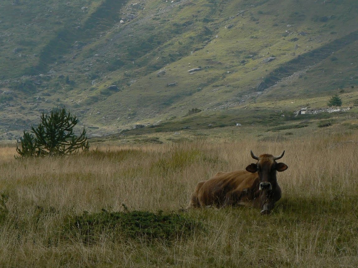 A solitary bull enjoys the Alpine views near Turin, Italy.