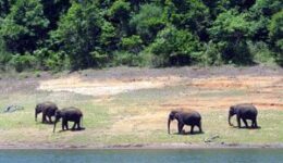 Elephants