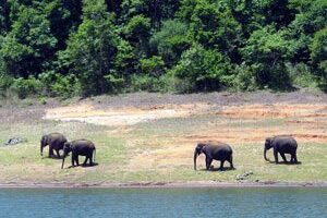 Rewarding Volunteer Vacations Elephants