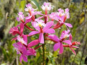 Machu Picchu: An Ancient Treasure 6 The dozen flavors of orchids are strewn among cloud forests.