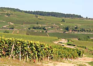 France: The Champagne Region's Hidden Treasures 4 The fabled vineyards of Champagne