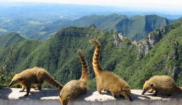 Coatis, a member of the raccoon family, on the Planalto Serrano in Santa Catarina, Brazil. Photo by Susan McKee